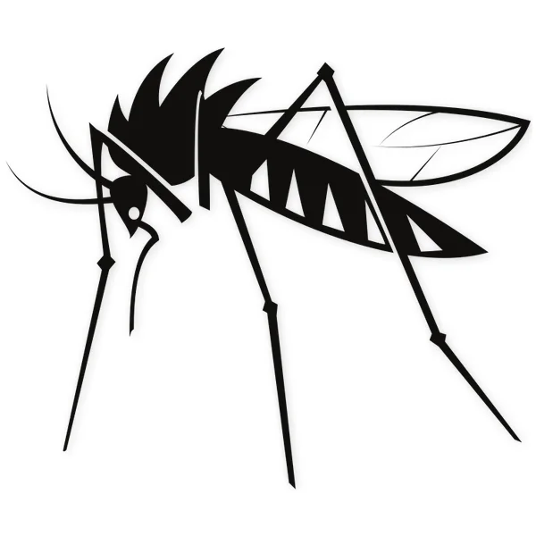 mosquito · insect