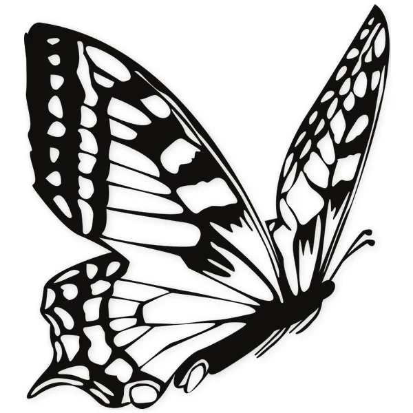 butterfly
