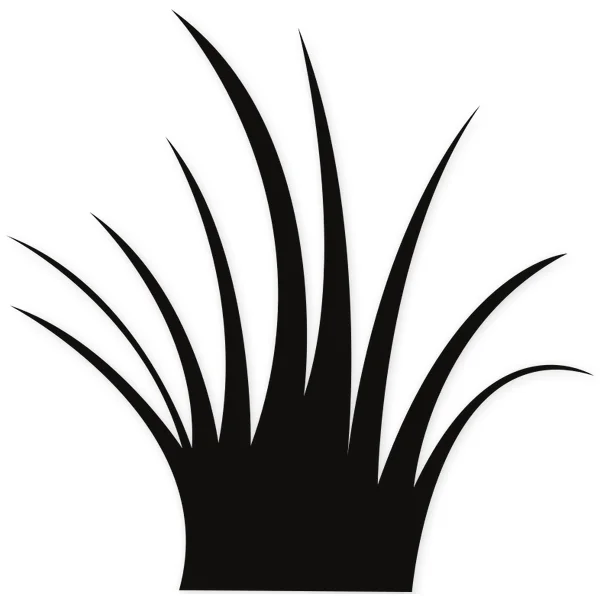 scrub · plant