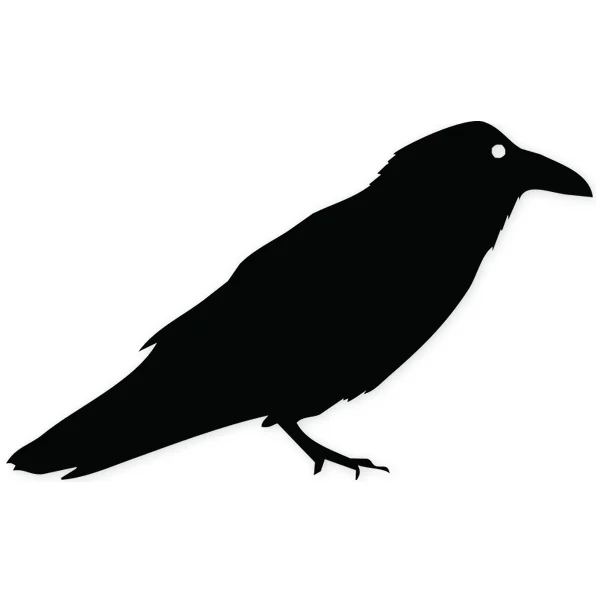 crow · bird · fly