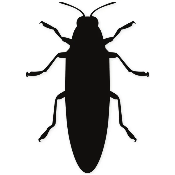 cockroach · insect