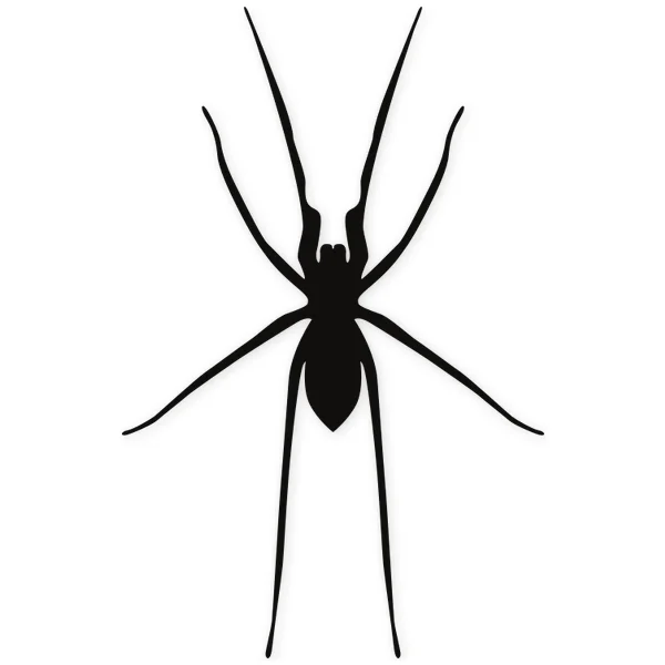 spider · insect