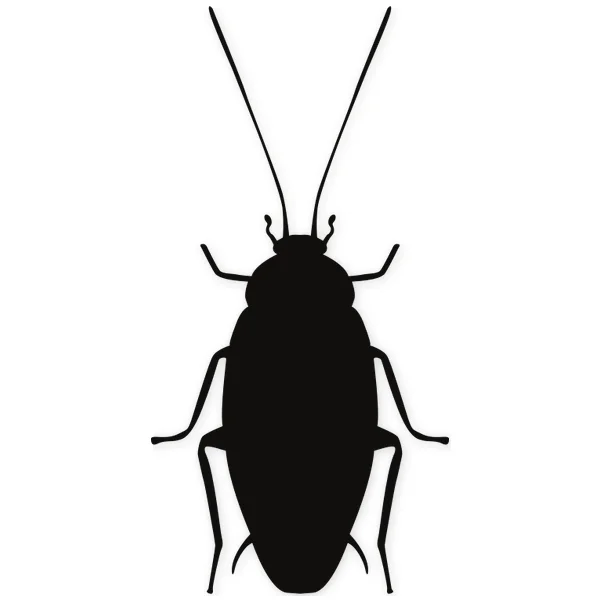beetle · insect