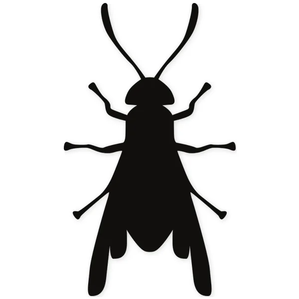 fly · insect