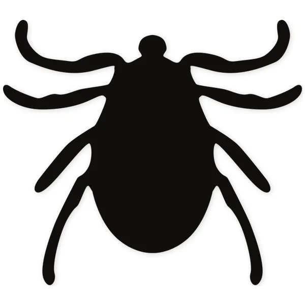 beetle · insect