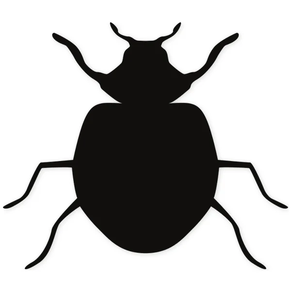 beetle · insect