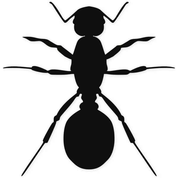 ant · insect