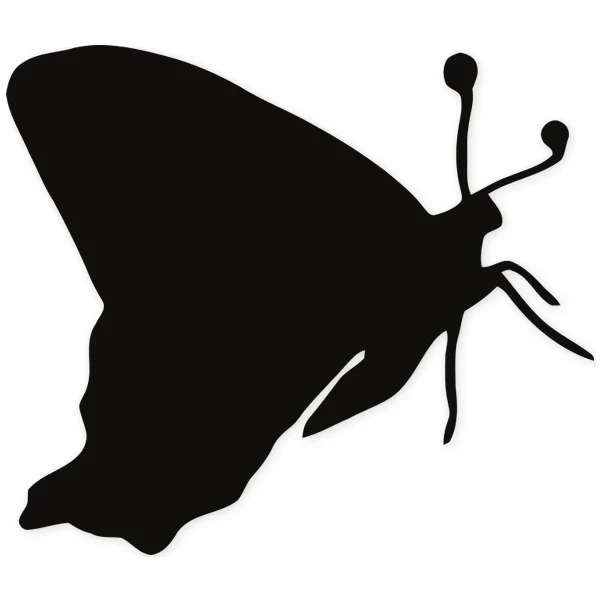 butterfly · insect
