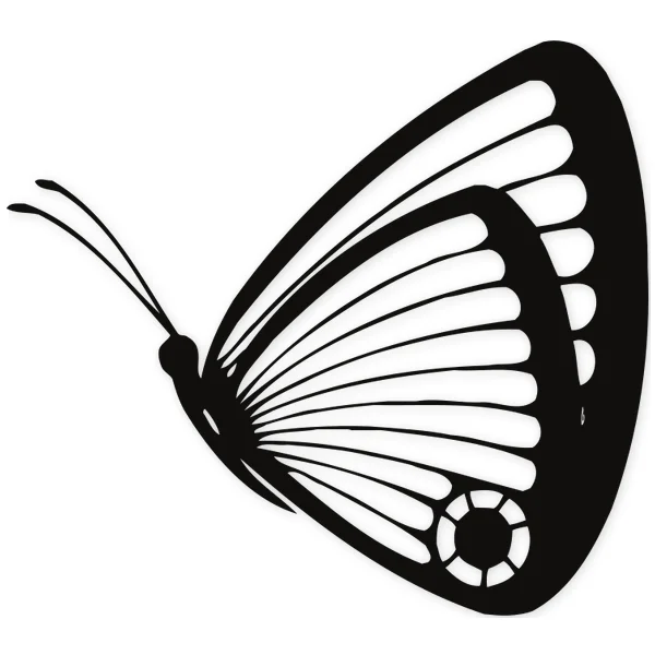 butterfly · insect · fly