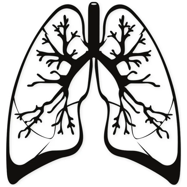 lungs · medical · biological