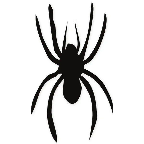 spider · insect