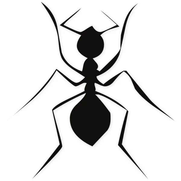 antenna · ant · insect
