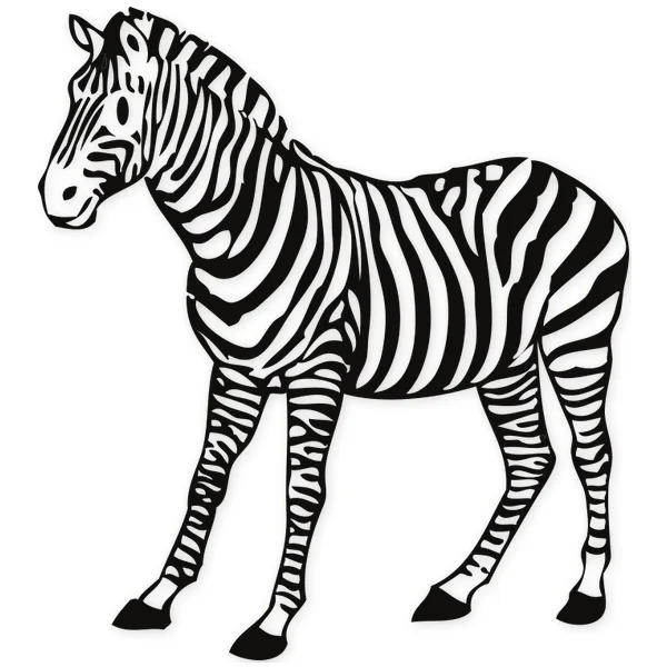 zebra