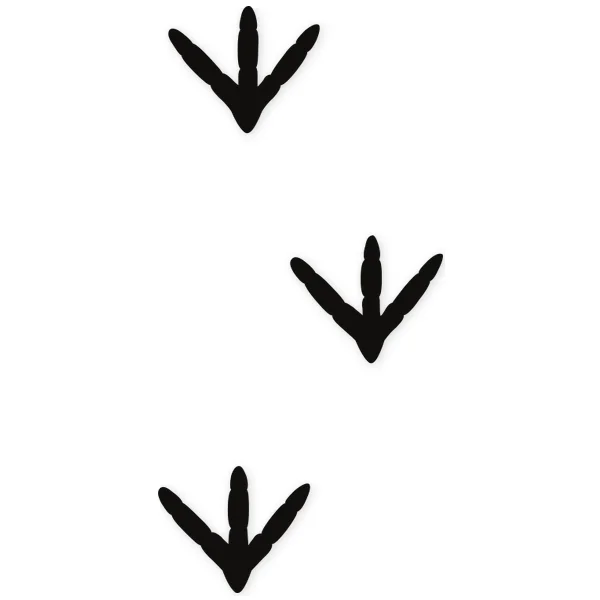 duck · footprint · bird