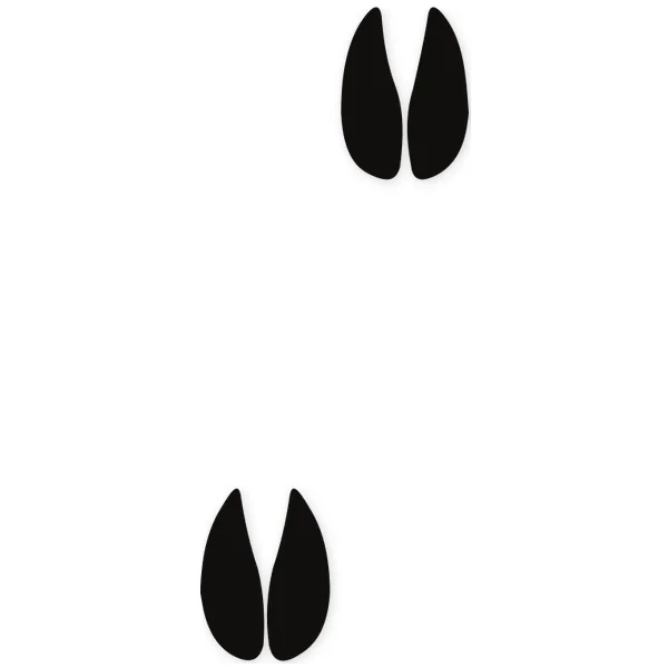 footprint