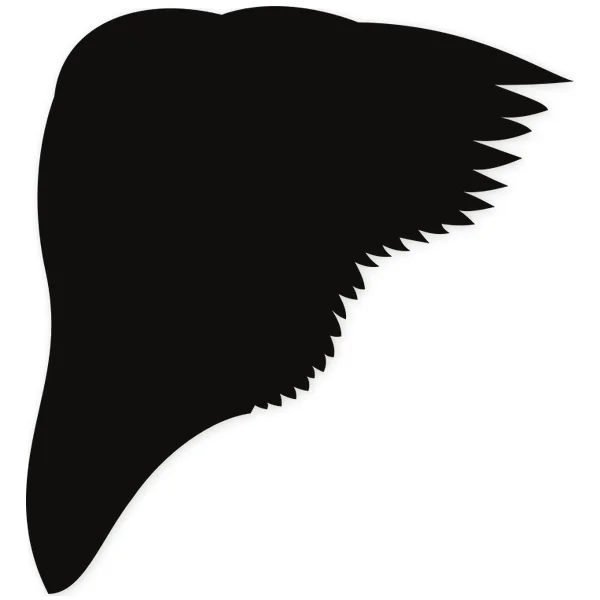 wings · fly