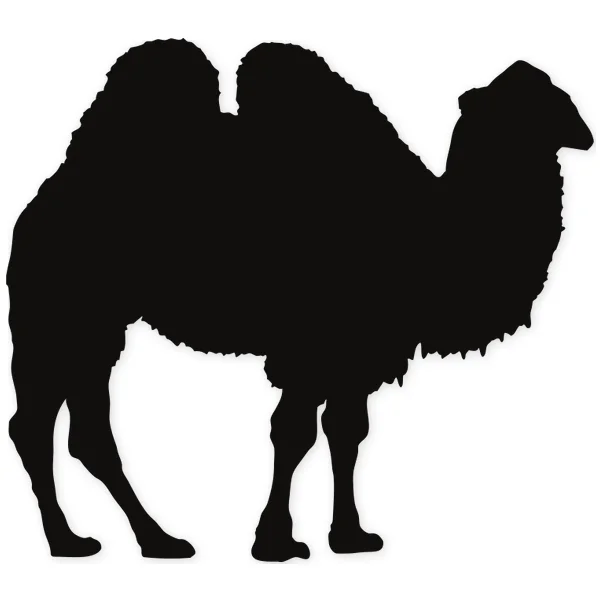 camel · drink