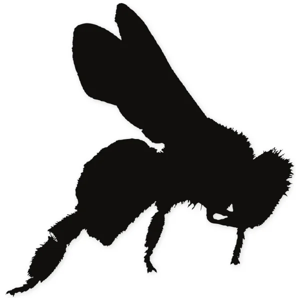 fly · insect