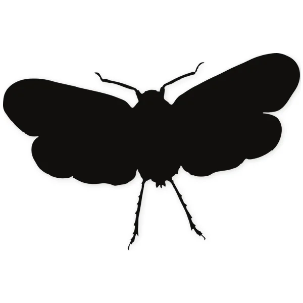 moth · insect
