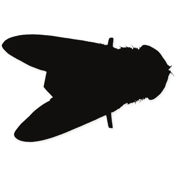 fly · insect