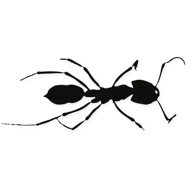 ant · insect