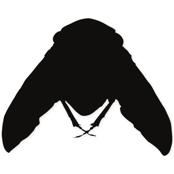 moth · insect