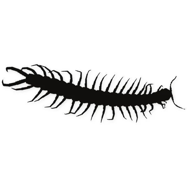 worm · insect