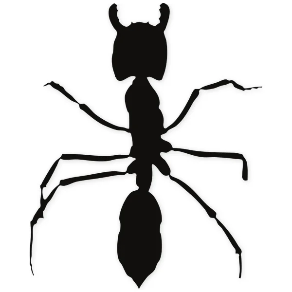 ant · insect
