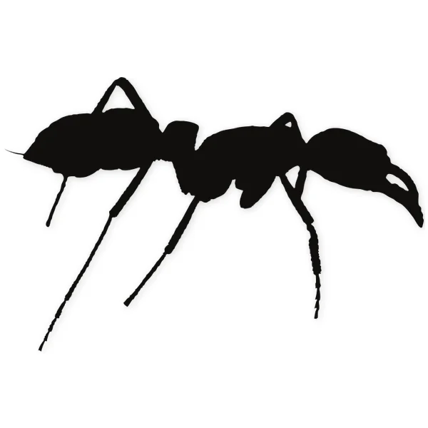 ant · insect