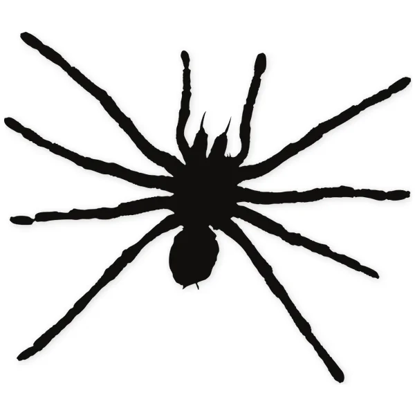 spider · insect