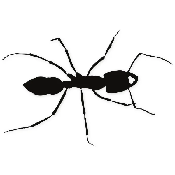 ant · insect