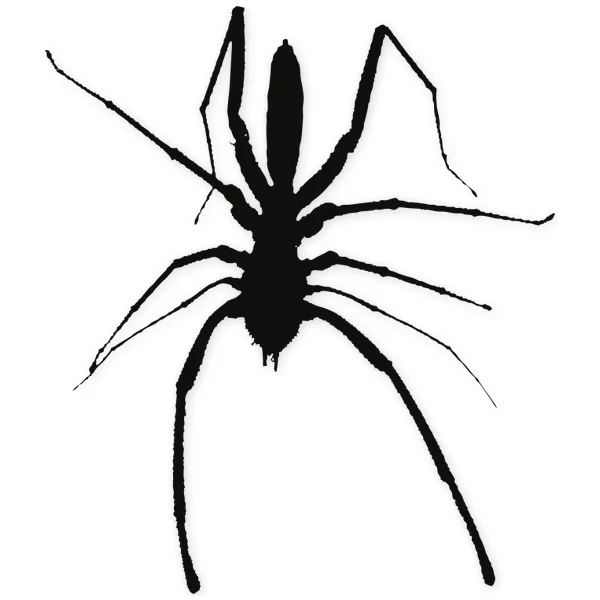 spider · insect