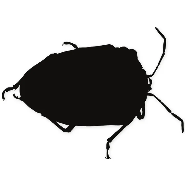 beetle · insect