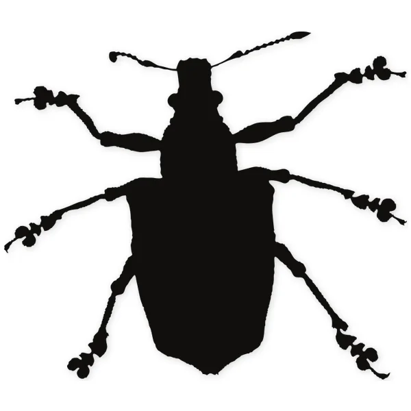 beetle · insect