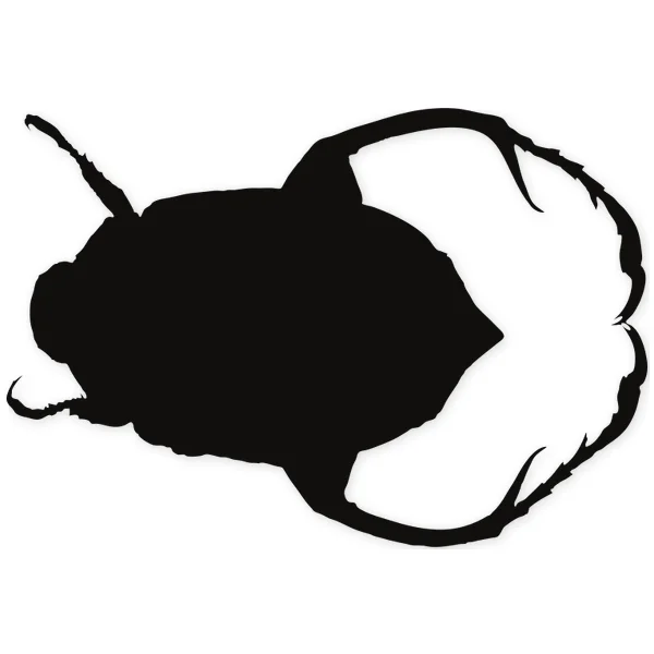 beetle · insect