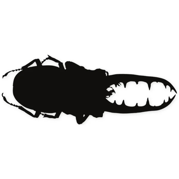 beetle · insect