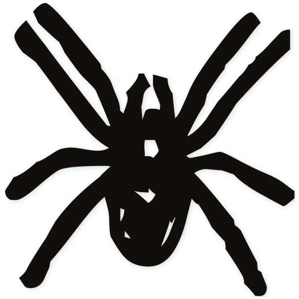 spider · insect