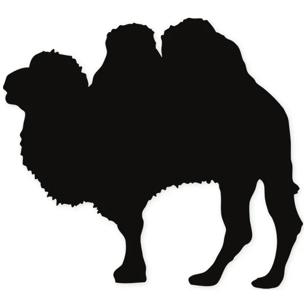 afro · desert · camel · heat · drink