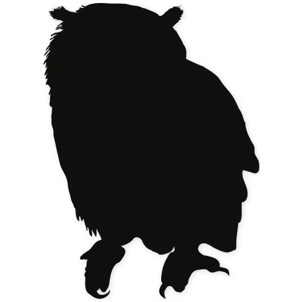 night · Owl · bird