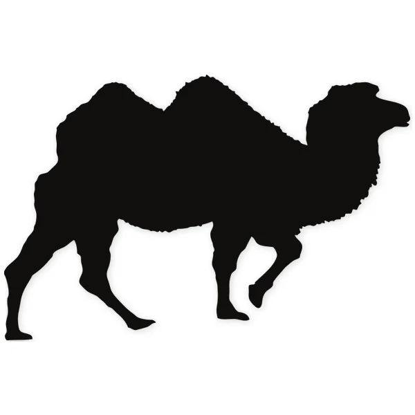 desert · camel · heat · african