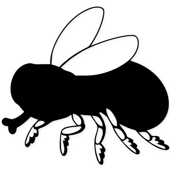 fly · insect