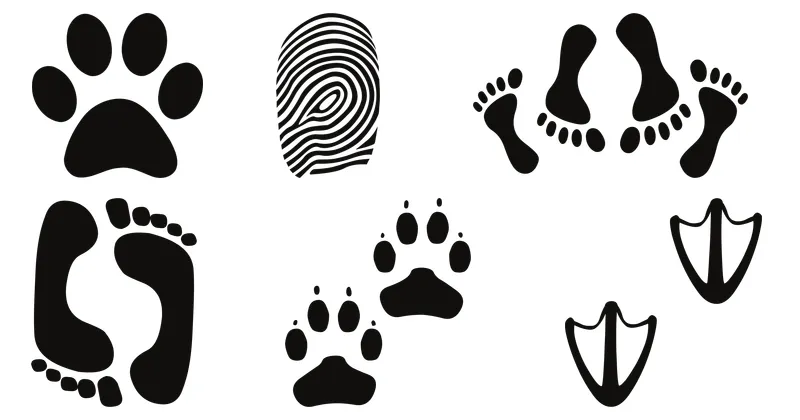 footprint
