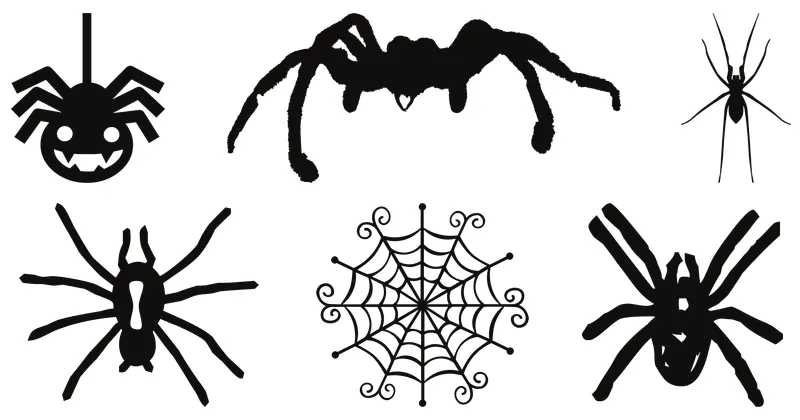 spider