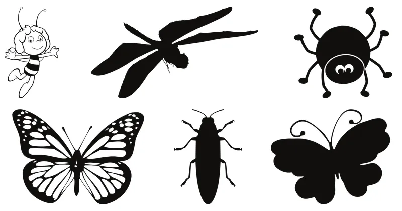 insect