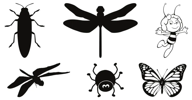 insecto
